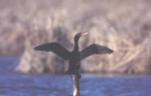 photo: Double Crested Cormorant 