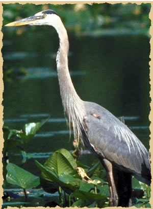 photo: Great Blue Heron