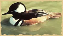 photo: Hooded Merganser