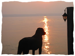 Canine mesmerized by the beauty of the Finger Lakes